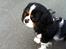 Cavalier king charles spaniel Trille