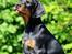 Dobermann Destiny´s Phoenix In The Spotlight aka Bentley