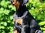 Dobermann Destiny´s Phoenix In The Spotlight aka Bentley