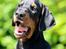 Dobermann Destiny´s Phoenix In The Spotlight aka Bentley