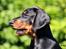 Dobermann Destiny´s Phoenix In The Spotlight aka Bentley