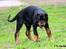 Dobermann Destiny´s Phoenix In The Spotlight aka Bentley