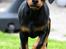 Dobermann Destiny´s Phoenix In The Spotlight aka Bentley