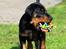 Dobermann Destiny´s Phoenix In The Spotlight aka Bentley