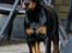 Dobermann Destiny´s Phoenix In The Spotlight aka Bentley