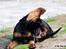 Dobermann Destiny´s Phoenix In The Spotlight aka Bentley
