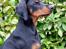 Dobermann Destiny´s Phoenix In The Spotlight aka Bentley