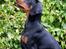 Dobermann Destiny´s Phoenix In The Spotlight aka Bentley