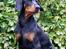 Dobermann Destiny´s Phoenix In The Spotlight aka Bentley