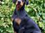 Dobermann Destiny´s Phoenix In The Spotlight aka Bentley
