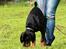 Dobermann Destiny´s Phoenix In The Spotlight aka Bentley