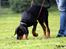 Dobermann Destiny´s Phoenix In The Spotlight aka Bentley