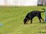 Dobermann Destiny´s Phoenix In The Spotlight aka Bentley