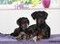 Dobermann Destiny´s Phoenix In The Spotlight aka Bentley