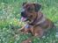 Blanding af racer ( bob ) marley - snart 6mdr... nede i hundepark;)