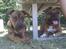 Blanding af racer ( bob ) marley - Marley og loco nede i hundepark :)