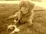 Nova scotia duck tolling retriever Mika "Himmelhund" 