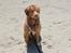 Nova scotia duck tolling retriever Mika "Himmelhund" 