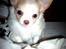 Chihuahua Mazey (Tut)