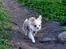 Chihuahua Mazey (Tut)