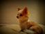 Chihuahua Mazey (Tut)
