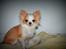 Chihuahua Mazey (Tut)