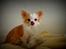 Chihuahua Mazey (Tut)