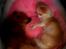 Chihuahua Mazey (Tut)