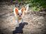 Chihuahua Mazey (Tut)
