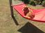 Nova scotia duck tolling retriever Millle