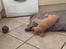 Nova scotia duck tolling retriever Millle