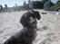 Blanding af racer 'Begga' Gravhund/DSG "Blue merle" - Strand-hund :)