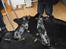 Blanding af racer 'Begga' Gravhund/DSG "Blue merle" - Begga og Benji (bror)