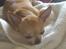 Chihuahua Cindy