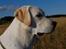 Labrador retriever Juelsgaard`s Fortitudo