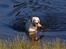 Labrador retriever Juelsgaard`s Fortitudo - Endelig fik man lov at komme til at arbejde i vand - det er nu det bedste for en lab.
