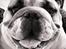 Engelsk bulldog Eigil