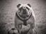 Engelsk bulldog Eigil