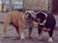 Engelsk bulldog Eigil