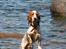 Cocker spaniel Harley - Han nyder vandet :)