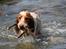 Cocker spaniel Harley