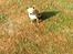 Chihuahua Frontrunners Ready To Play - Ready - Nyder den sidste aftensol:)