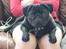 Mops Berta