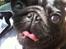 Mops Berta