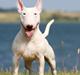 Bullterrier miniature MilkywayMiniature Pure White