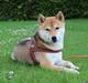 Shiba Aikou