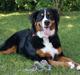 Berner sennenhund Amy