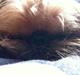 Griffon bruxellois Ramses/Chewbacca