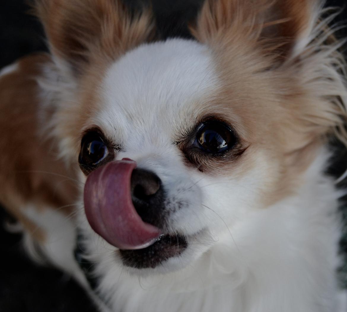 Chihuahua Viktor billede 25