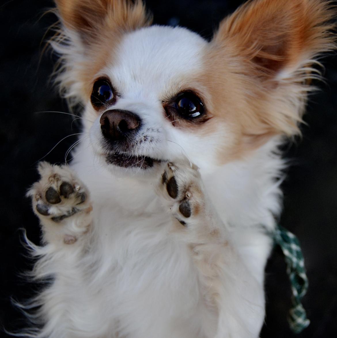 Chihuahua Viktor billede 12